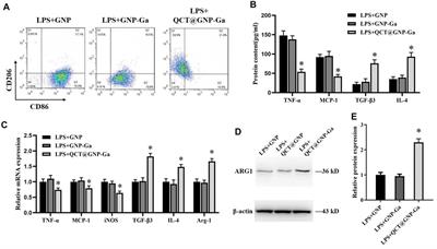 Gallium-modified gelatin nanoparticles loaded with quercetin promote skin wound healing via the regulation of bacterial proliferation and macrophage polarization